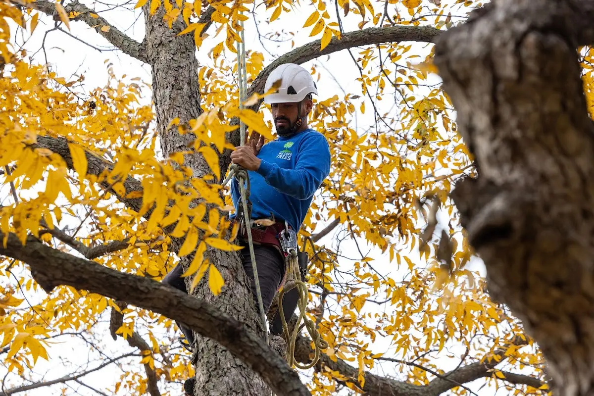 Skilled Tree Trimming crew working in Angleton
