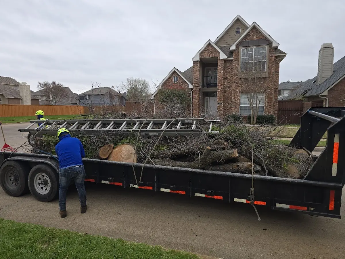 Expert Tree Pest Control with proper safety equipment in Angleton
